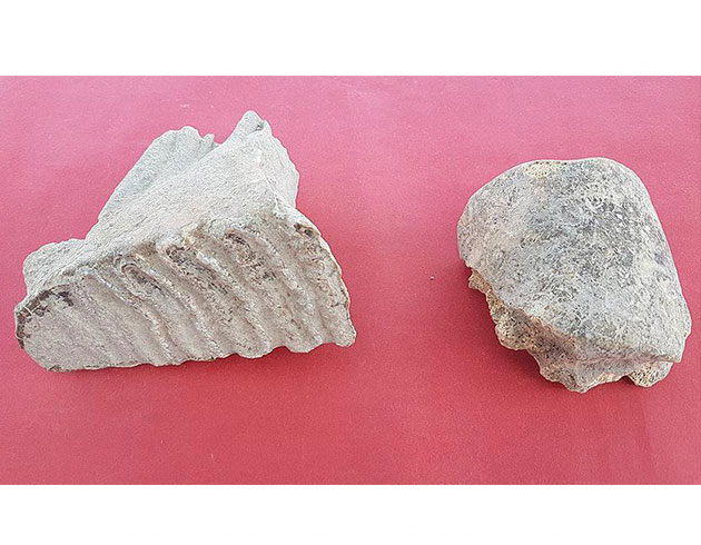 Adana'da fil kalntlar bulundu