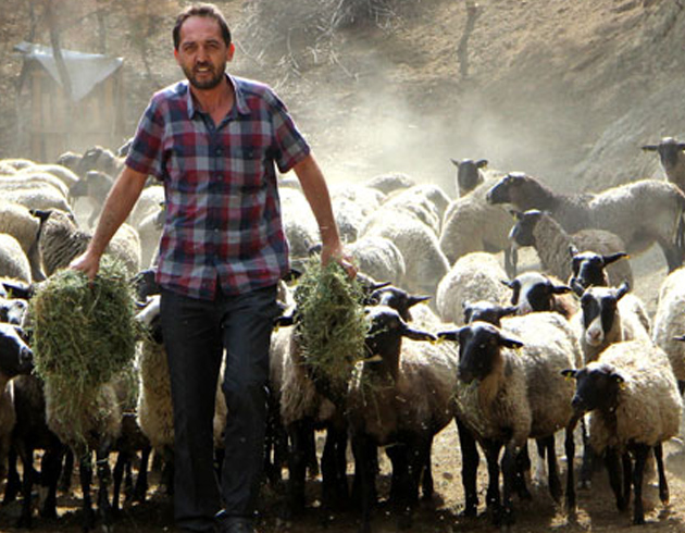 Ukrayna'dan beiz douran koyun getirdi, siparilere yetiemiyor