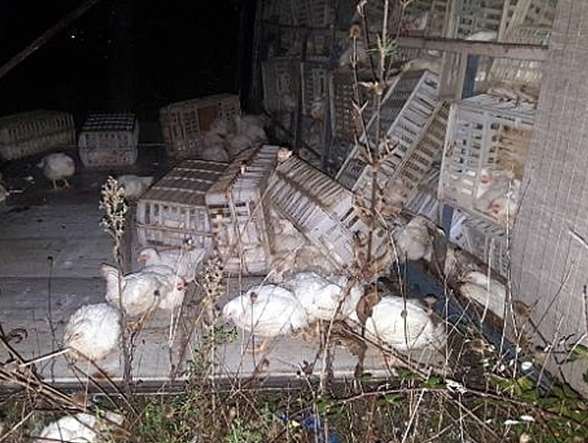 Bolu Da'nda arampole yuvarlanan kamyondaki tavuklar telef oldu