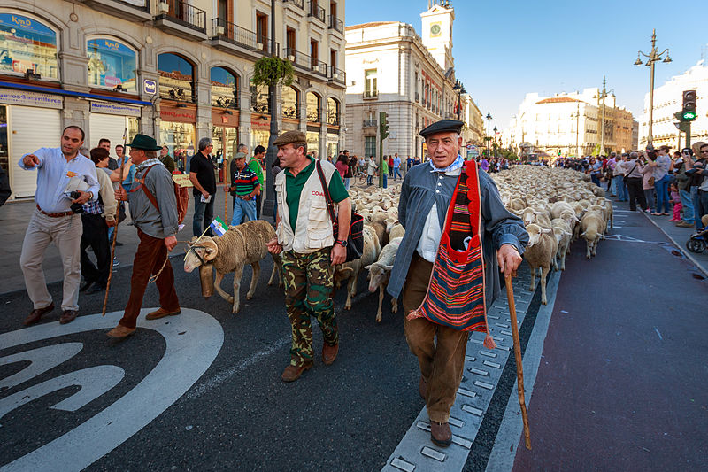 Madrid'de binden fazla koyun ehre indi