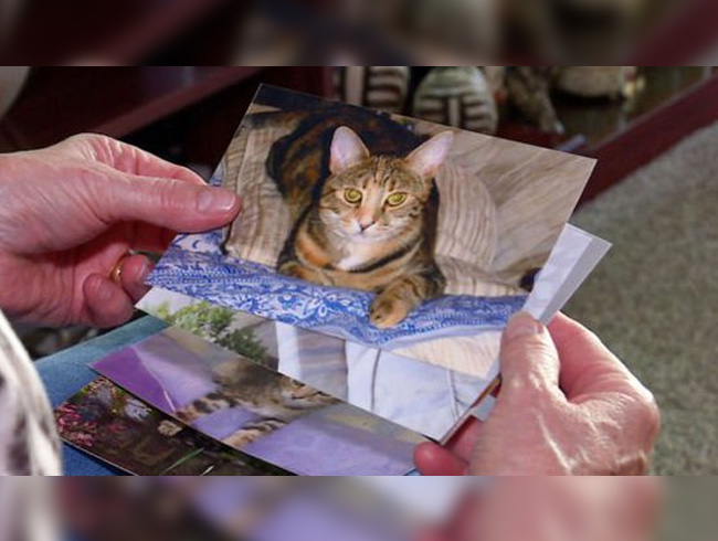 ngiliz polisi seri kedi katilinin peinde