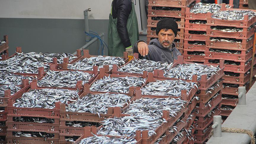 Karadeniz'de hamsi bereketi yzleri gldrd
