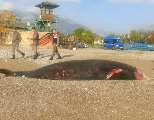 Antalyada kyya 5 metrelik l balina vurdu