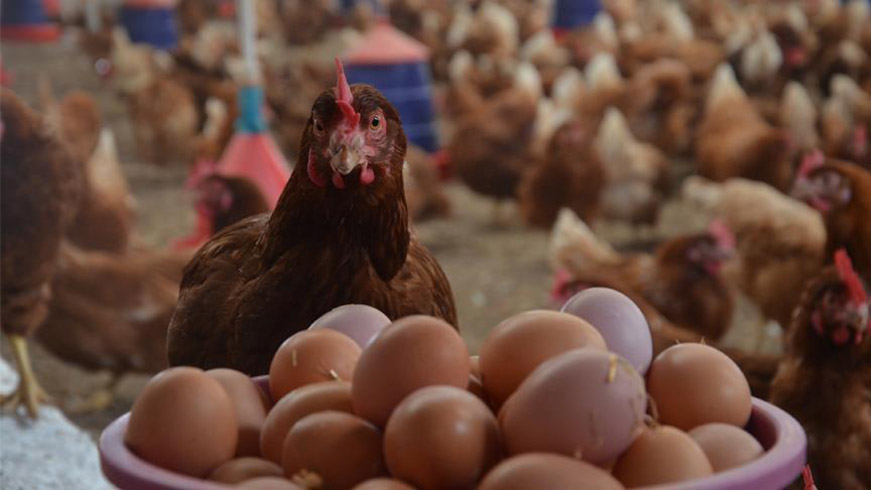 Tavuk eti ve yumurtada rekor retim