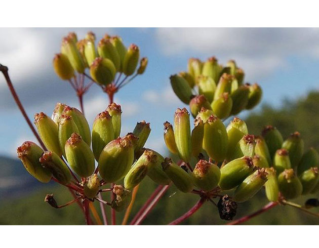 zmir'de yeni bitki tr kefedildi