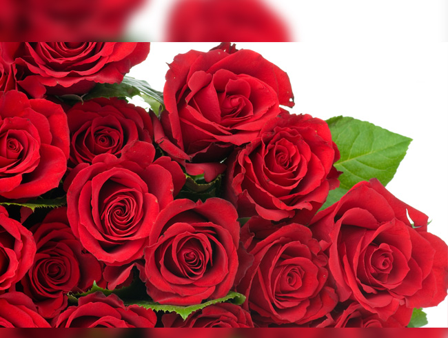 UETD, �sve�'te g�l da��tt�