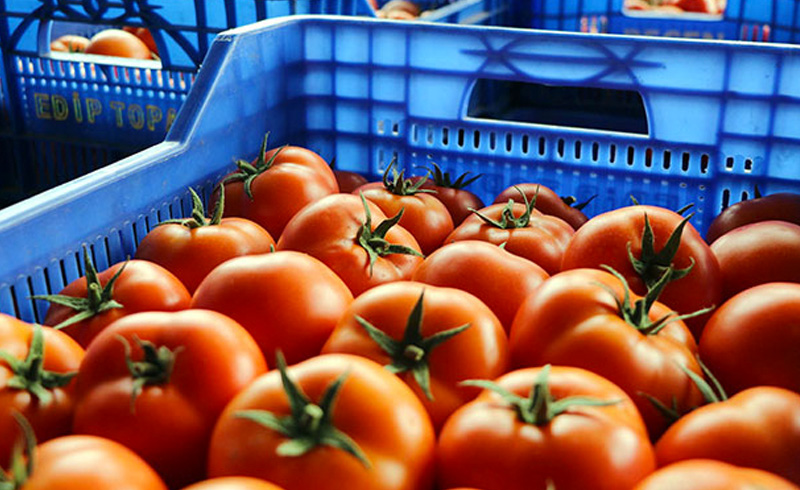 Rusya'ya 1 yl 11 ay sonra ilk domates ihrac