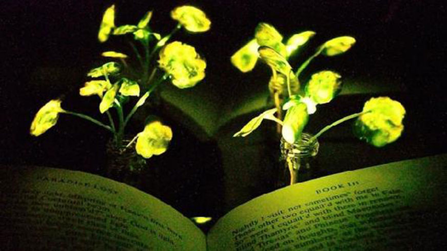 Bilim insanlar parlayan bitki gelitirdi