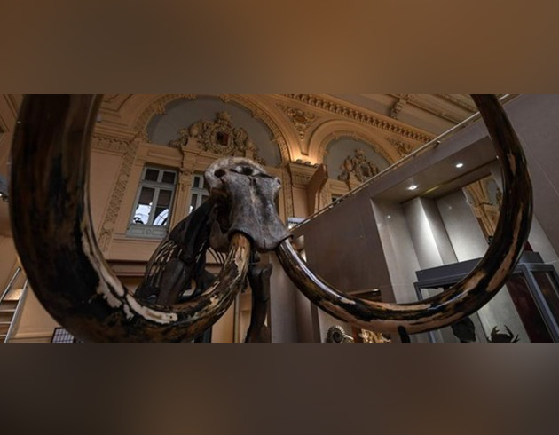 Fransa'da tyl mamutun iskeleti 548 bin euroya satld  