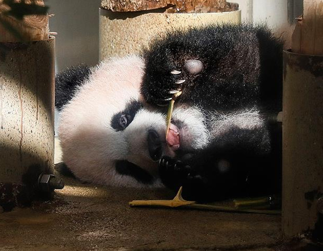 Japonya'da panda yavrusu grcye kt
