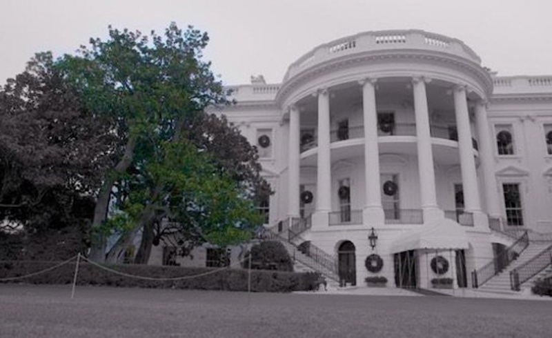 Beyaz Saray��n bah�esindeki 189 y�ll�k a�a� kesilecek