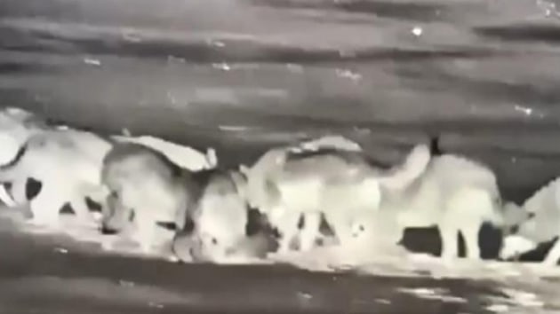 Kye saldran a kurtlar kangal kpeini paralad