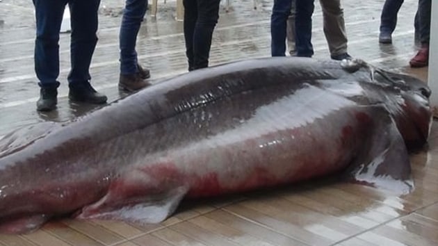 Marmara'da yakaland! 4 metre boyunda 500 kilo...