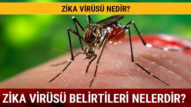 Zika virs nedir nasl bular Zika virs belirtileri nelerdir tedavisi var m 