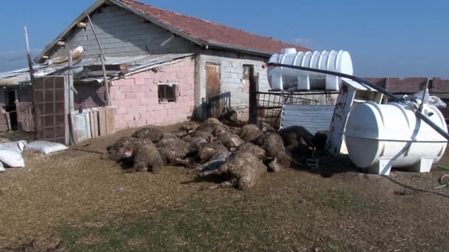 Konya'da babo kpekler 32 koyunu telef etti