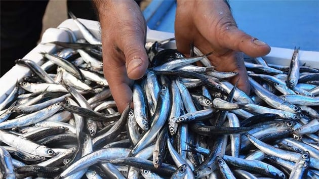 Hamsi ihracat 9 milyon dolar kazandrd