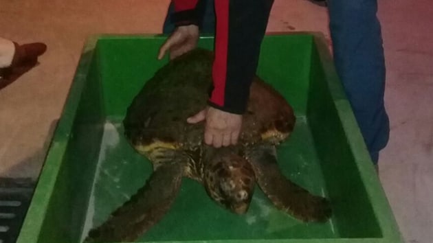 Bodrum AKUT ekibi caretta caretta kurtard