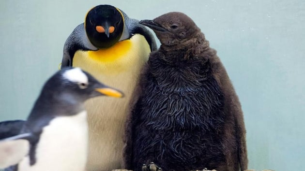 Kresel snma kral penguenleri de tehdit ediyor