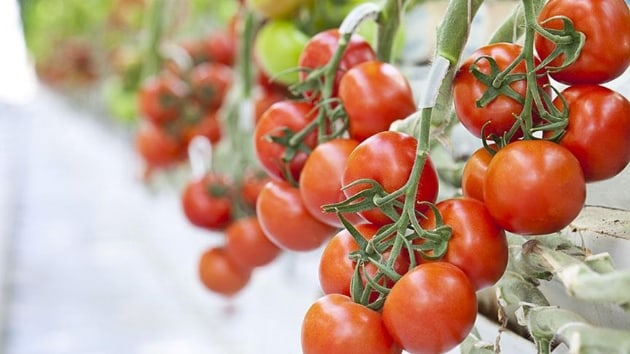 Termal serada retilen domatesler Avrupa'ya satlyor