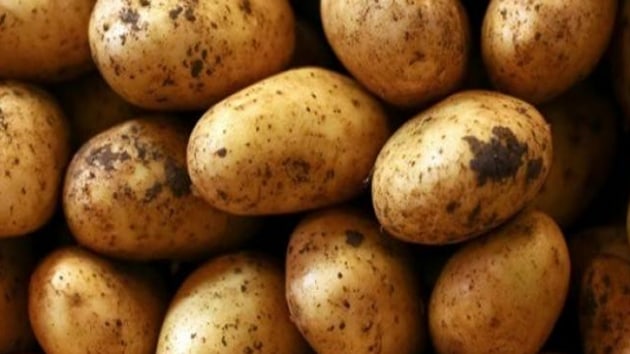 Trkiye Ziraat Odalar Birlii: Nide ve Nevehirde depolarda 350-400 bin ton patatesin alc bekliyor