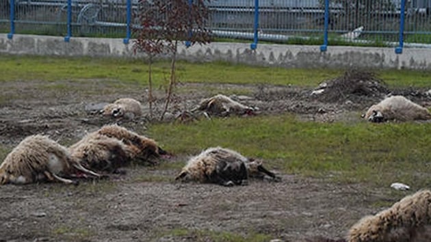 Mersin'de koyunlar otladklar yere derek can ekimeye balad