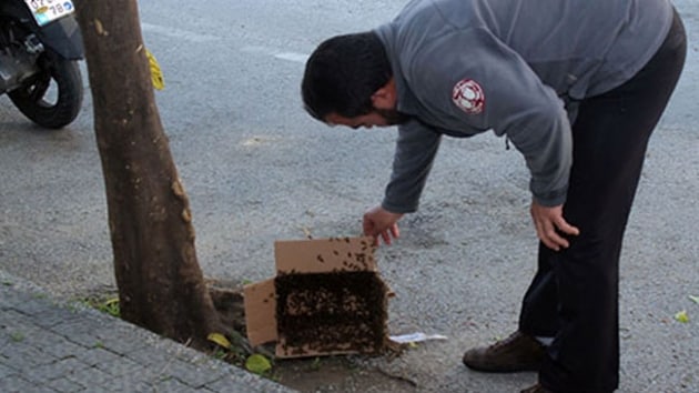 Antalya'da arlar caddeyi istila etti