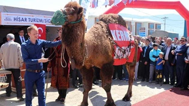 Bolu'da deve ak artrmada 60 bin liraya alc buldu