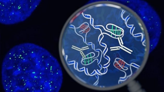 nsan hcrelerinin iinde yeni bir DNA yapsnn bulunduu doruland