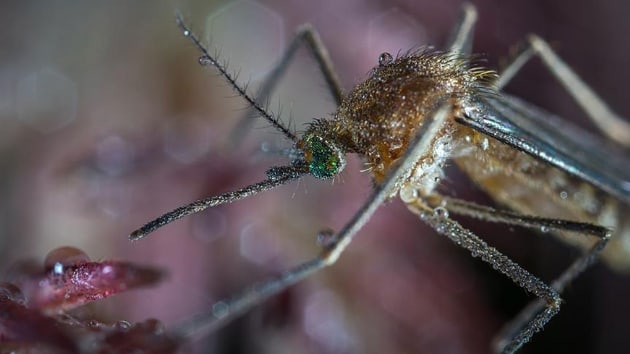 in'de 11,15 santimetre kanat uzunluuna sahip dev sivrisinek bulundu