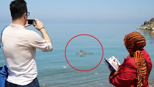 Zonguldak'ta l bir yunus sahile vurdu
