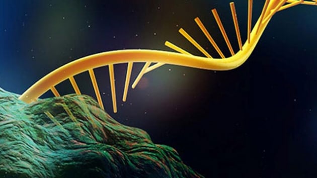 ABD'li bilim adamlar, RNA yoluyla genetik hafza transferi yapld