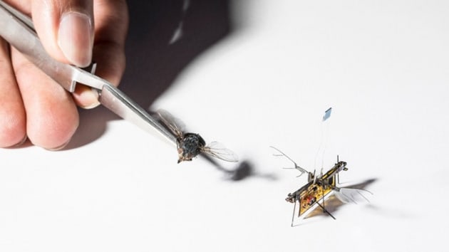 Bilim insanlar, krdan arlnda bir robot sinek retti