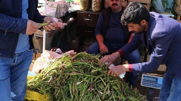 Muta yetien ikiz iksiri olarak bilinen ca bitkisi tezgaha kt