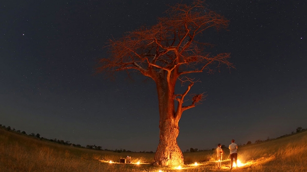 Afrika'nn binlerce yllk dev baobab aalar gizemli bir ekilde aniden lyor