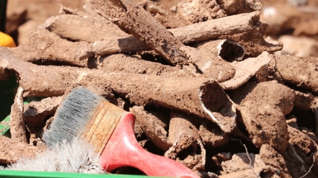 Pamukkale'deki inaat kazsnda bulundu sikke ve insan kemikleri bulundu