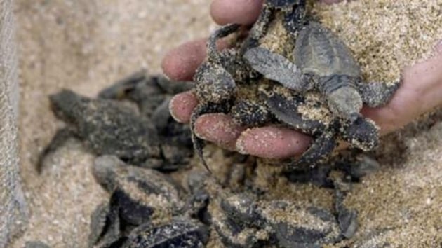 Bilim insanlar Meksika'da yeni bir kaplumbaa tr kefetti
