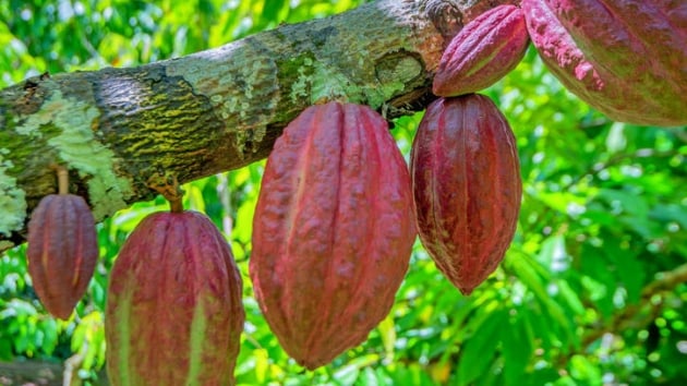 Kakaonun fiyat yl bandan bu yana yzde 30'a yakn artt
