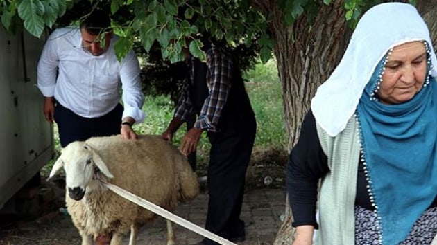 Elaz'da bayram ikramiyesiyle ald kurban Erdoan kazannca kesti
