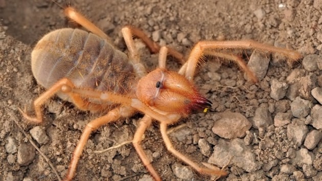 ''Et yiyen rmcek'' iddias iin ''korkuya gerek yok'' aklamas