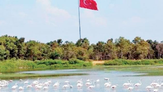 Aliaa Ku Cennetini flamingolar renklendiriyor