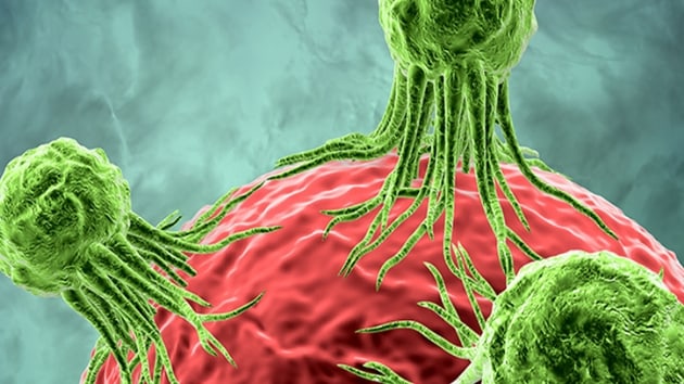 ABDli bilim insanlar kanserli hcreleri yiyerek yok eden zel bir ila rettiini aklad