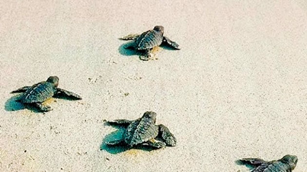Yumurtadan kan caretta carettalar denizle buluuyor