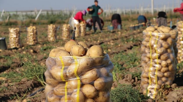 Patates fiyatlarn 'yazlk hasat' frenledi