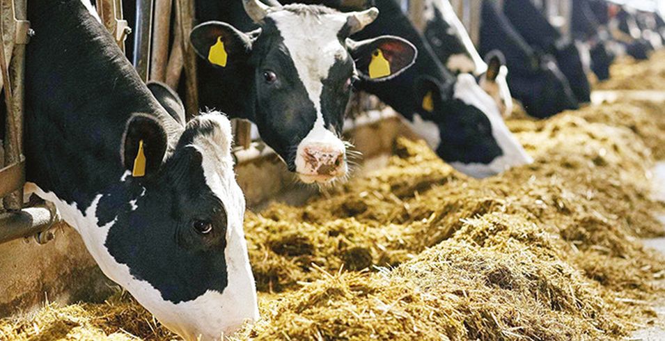 Kurbanl�k fiyatlar� ne kadar?