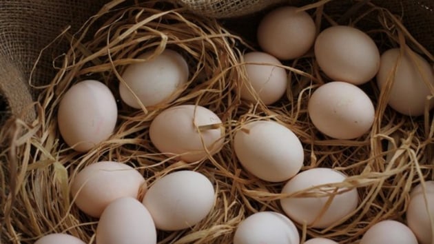 Tavuk yumurtas retimi maysta 1,6 milyar adet oldu