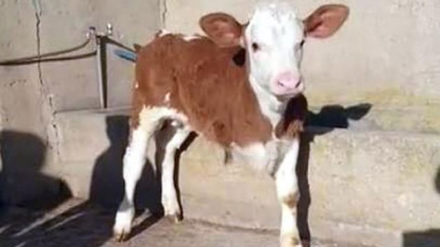 Kayseri'de 3 ayakl buza dnyaya geldi 