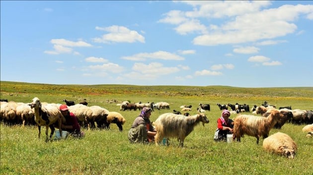 Terr temizlii yaylalar ekonomiye kazandrd