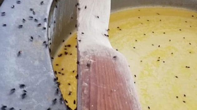 Kaar peyniri imalathanesinde iren grnt