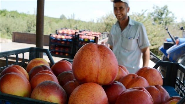 Trkiye'den Rusya'ya meyve sebze ihracatnda eftali 47,5 bin tonla ilk srada yer ald