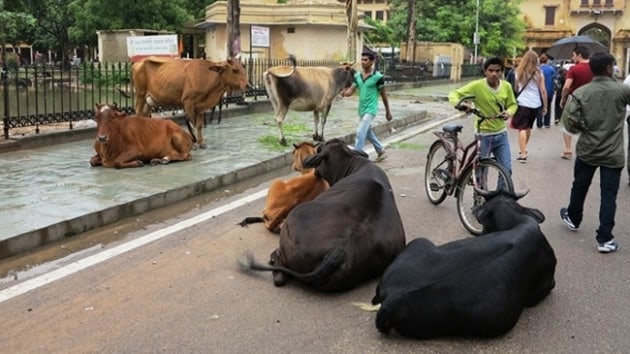 Hindistan'da bir Mslman daha inek yznden lin edildi      